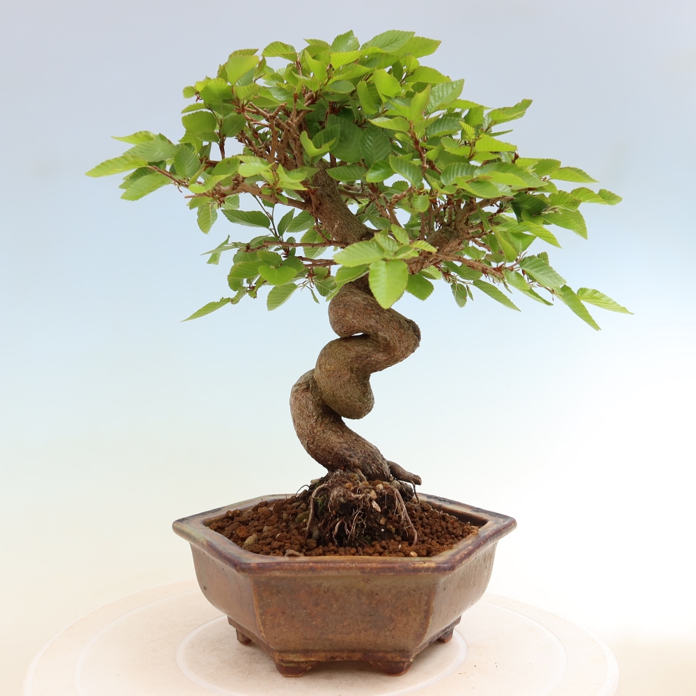 Bonsaï d'extérieur -Carpinus Coreana - Charme de Corée