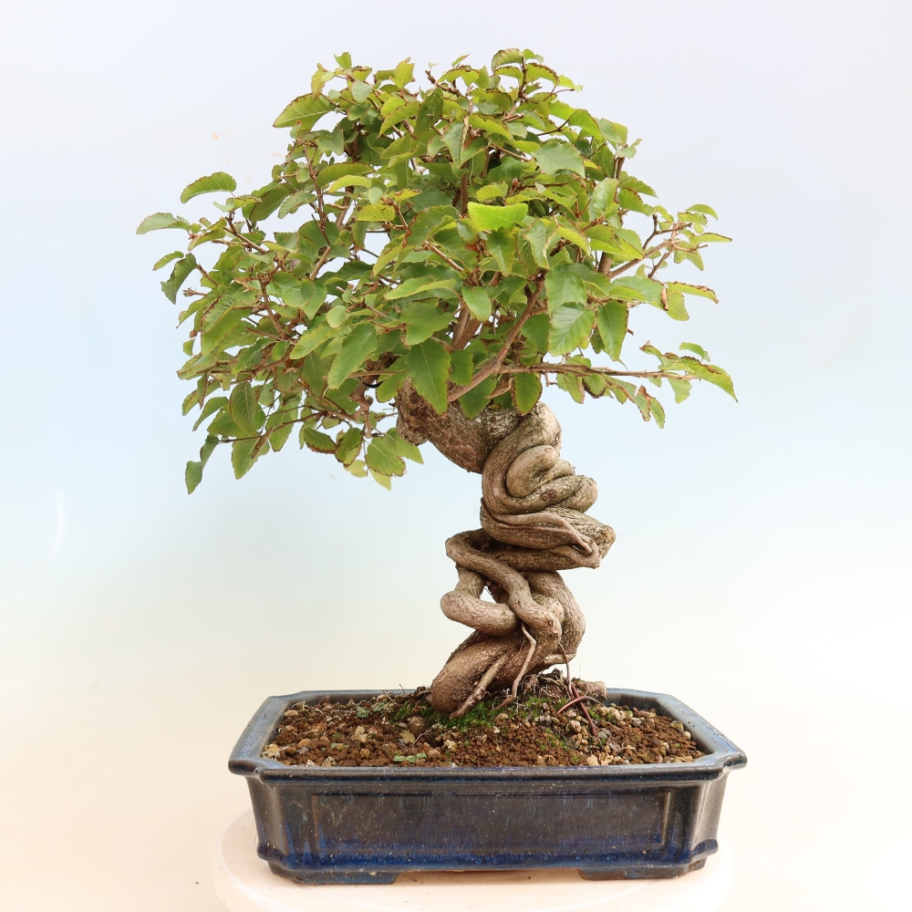 Bonsaï d'extérieur -Carpinus CARPINOIDES - Charme de Corée
