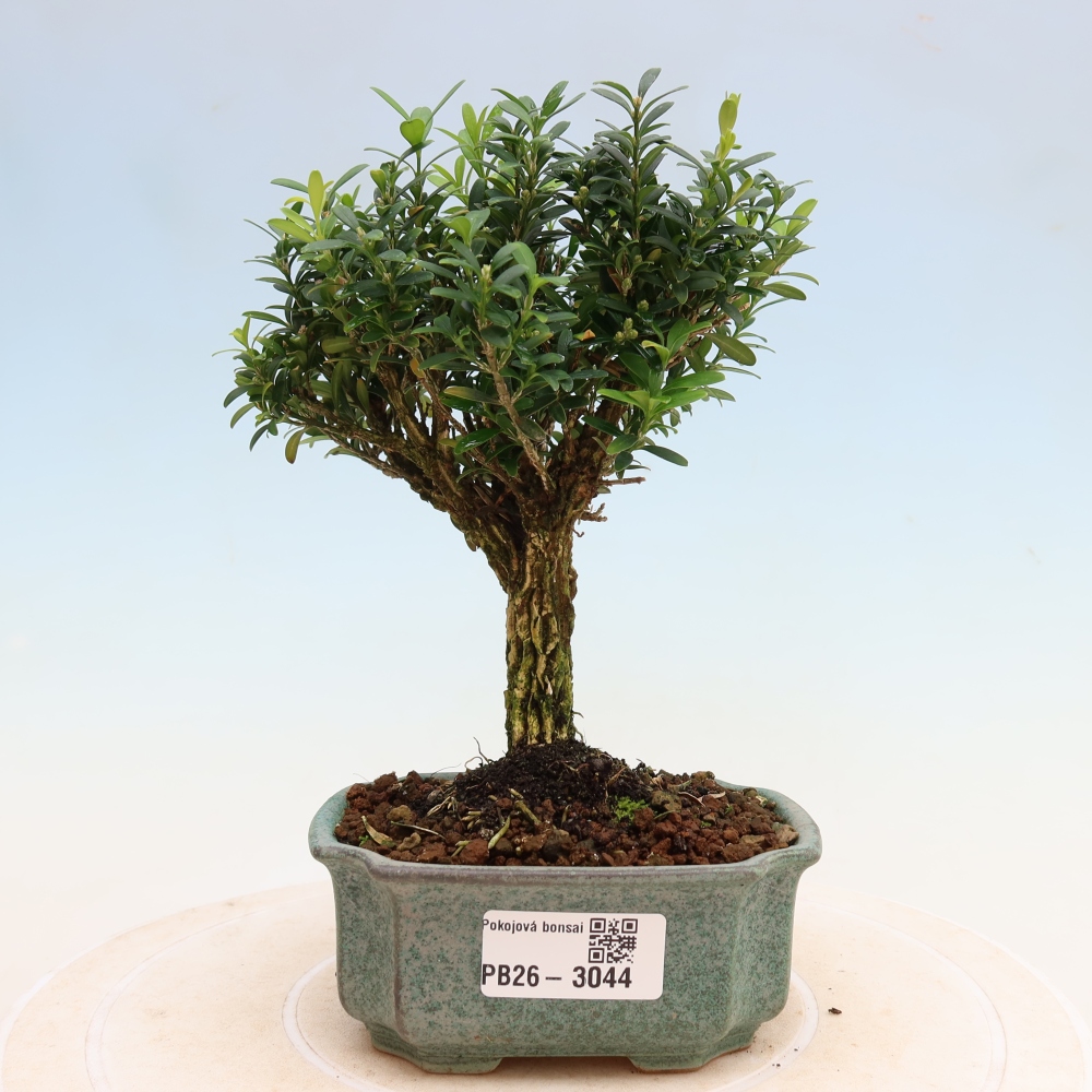 Bonsaï de chambre - Buxus harlandii - buxus liège