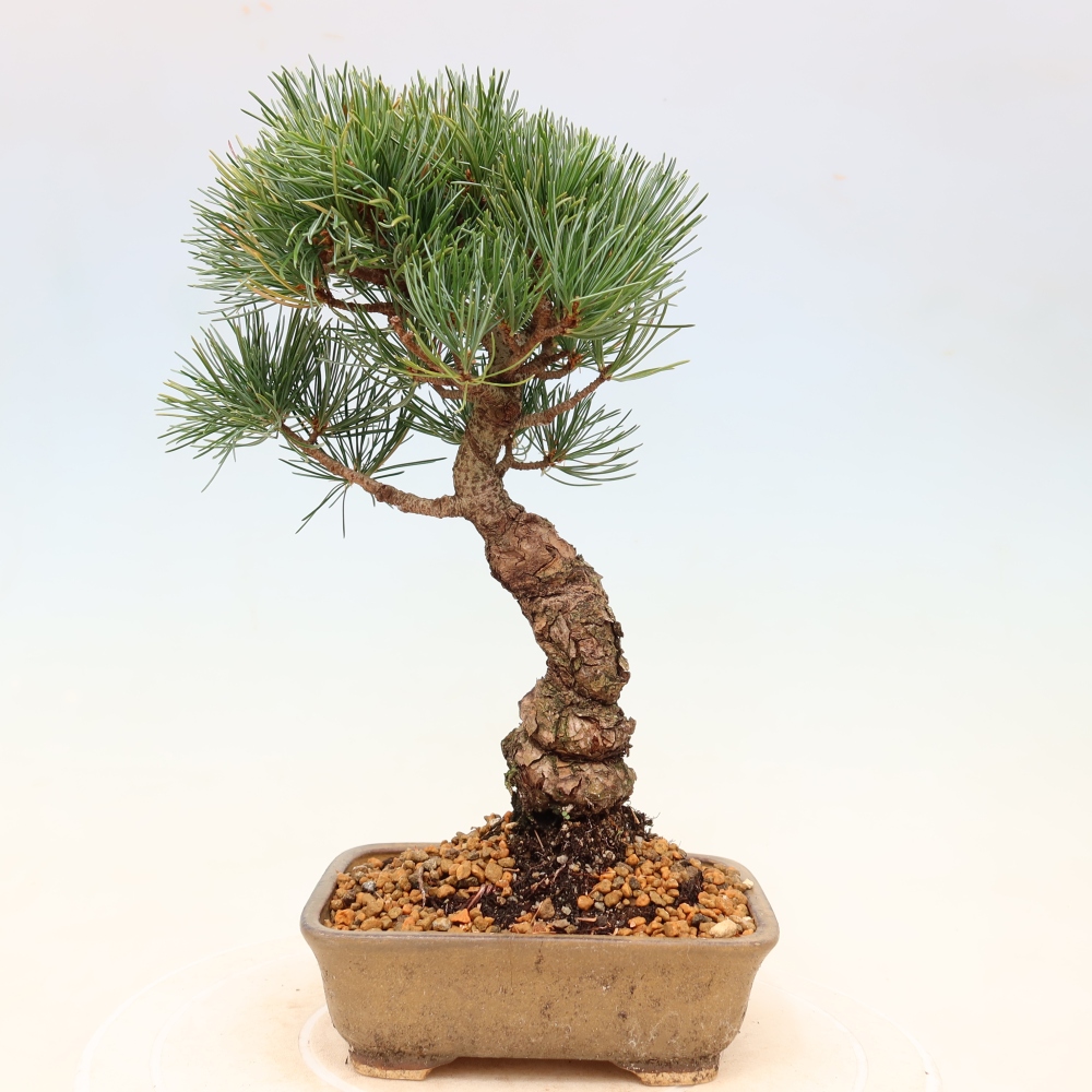 Bonsaï d'extérieur - Pinus parviflora - Pinus parviflora