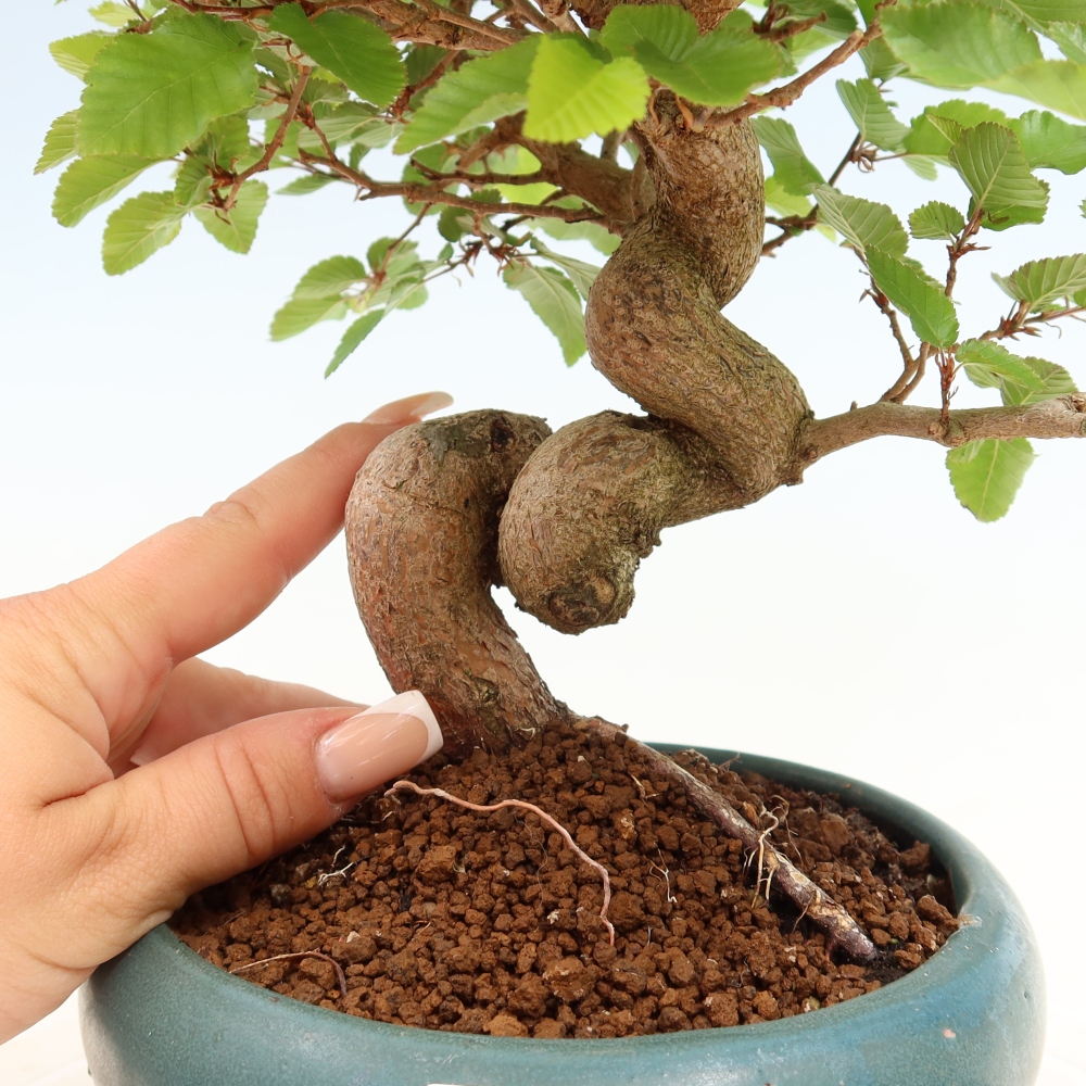 Bonsaï d'extérieur -Carpinus Coreana - Charme de Corée
