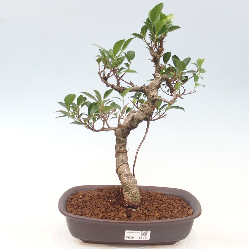 Salle bonsaï - Ficus kimmen - ficus à petites feuilles