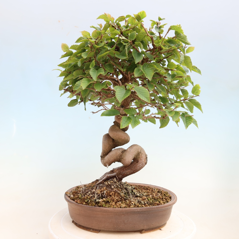 Bonsaï d'extérieur -Carpinus CARPINOIDES - Charme de Corée