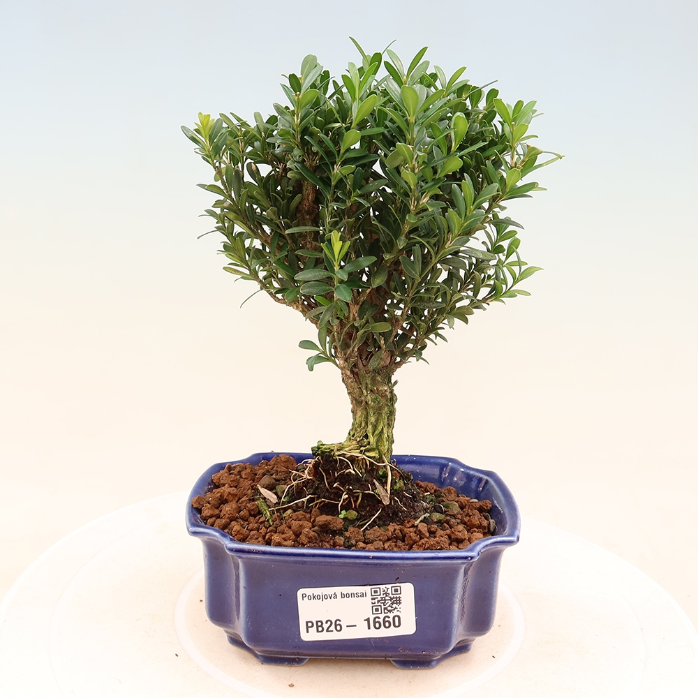 Bonsaï de chambre - Buxus harlandii - buxus liège