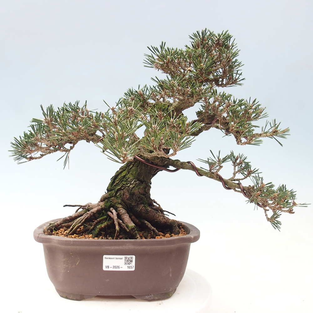 Bonsaï d'extérieur - Pinus thunbergii Kotobuki - Pin de Thunberg