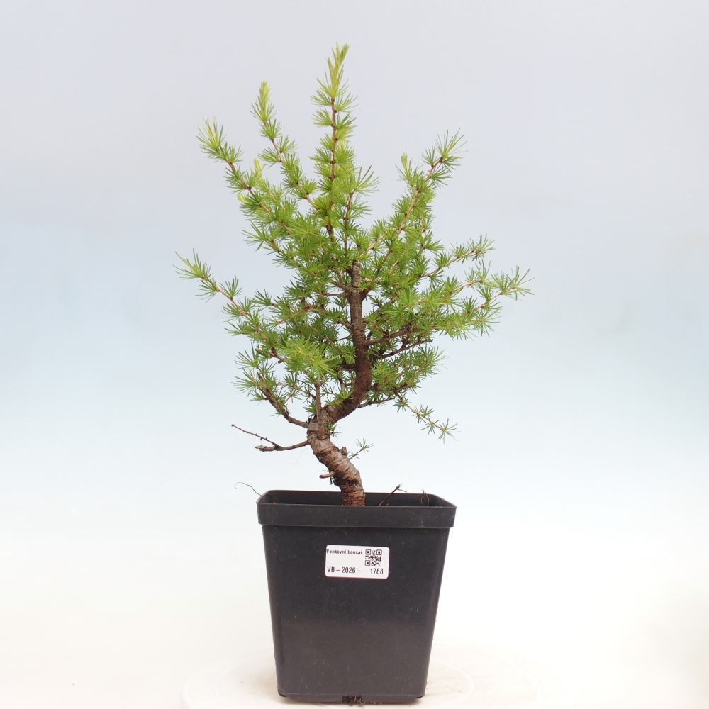 Bonsaï d'extérieur -Larix decidua - Mélèze