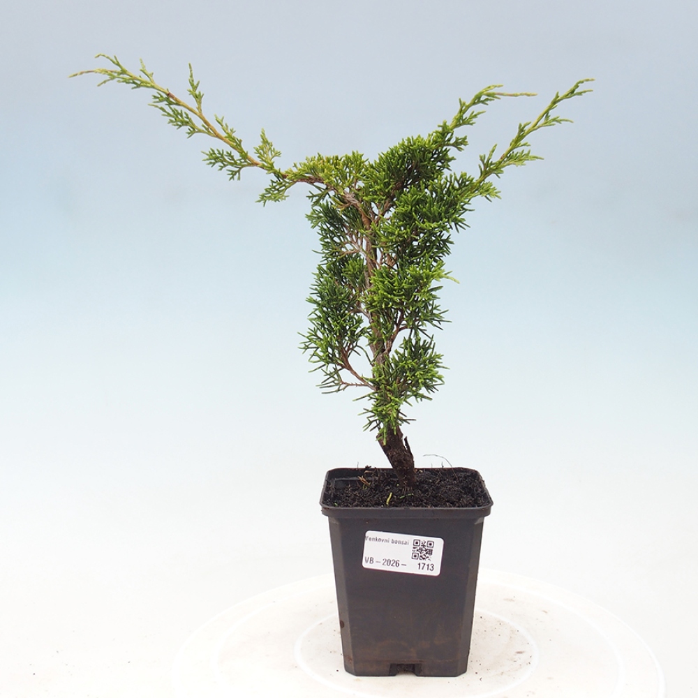 Bonsaï d'extérieur - Juniperus chinensis Itoigawa