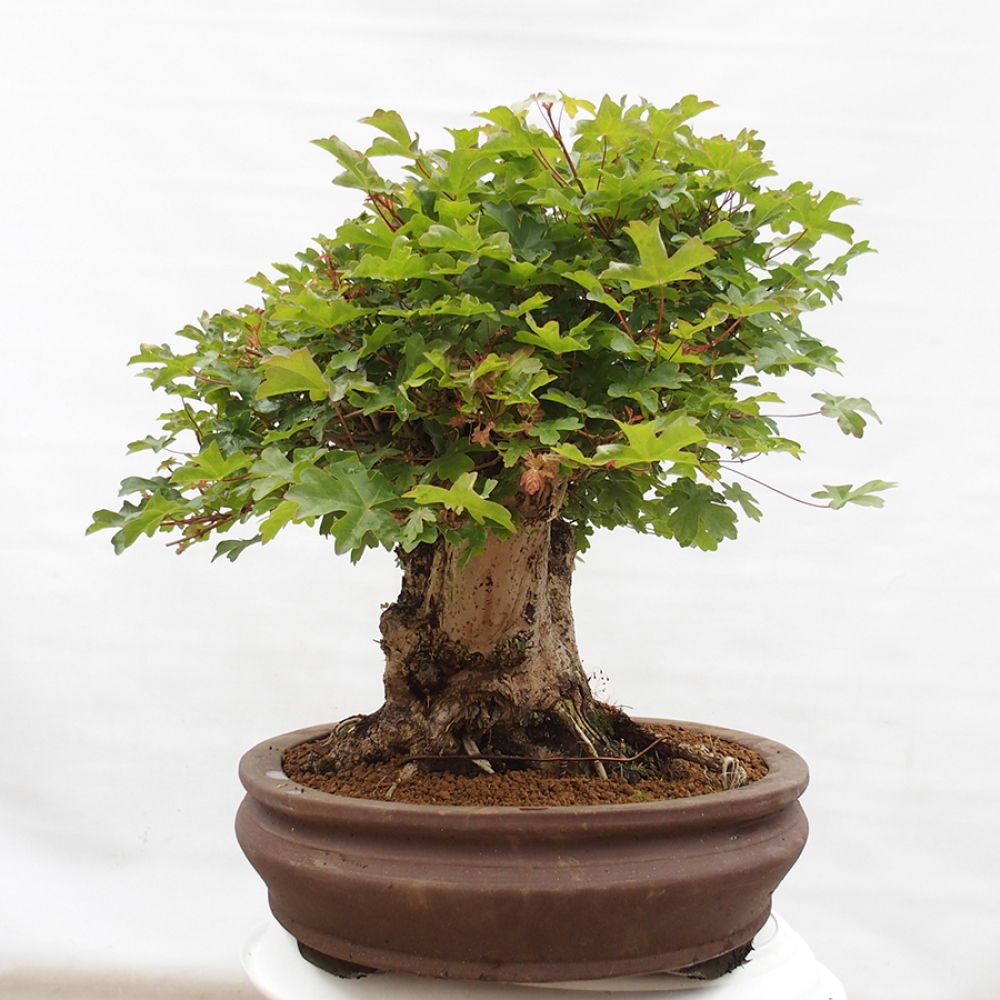 Bonsaï d'extérieur - Acer Campestre - Maple babyka