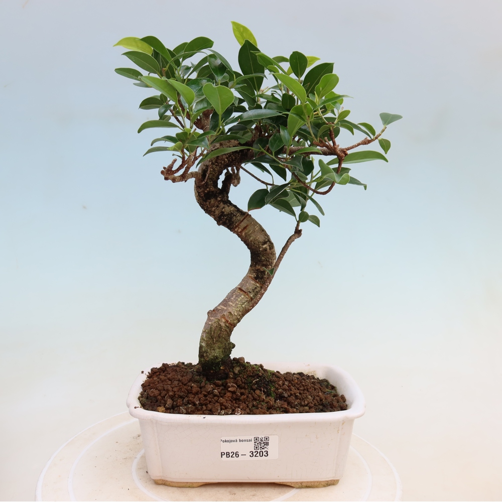 Salle bonsaï - Ficus kimmen - ficus à petites feuilles