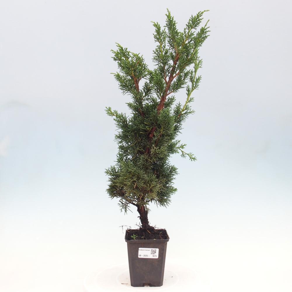Bonsaï d'extérieur - Juniperus chinensis Kishu