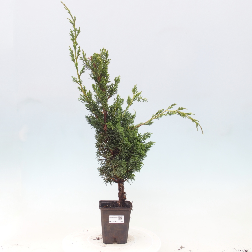 Bonsaï d'extérieur - Juniperus chinensis Kishu