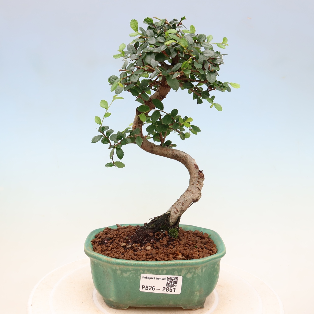 Bonsaï de chambre - Ulmus parvifolia - Orme à petites feuilles
