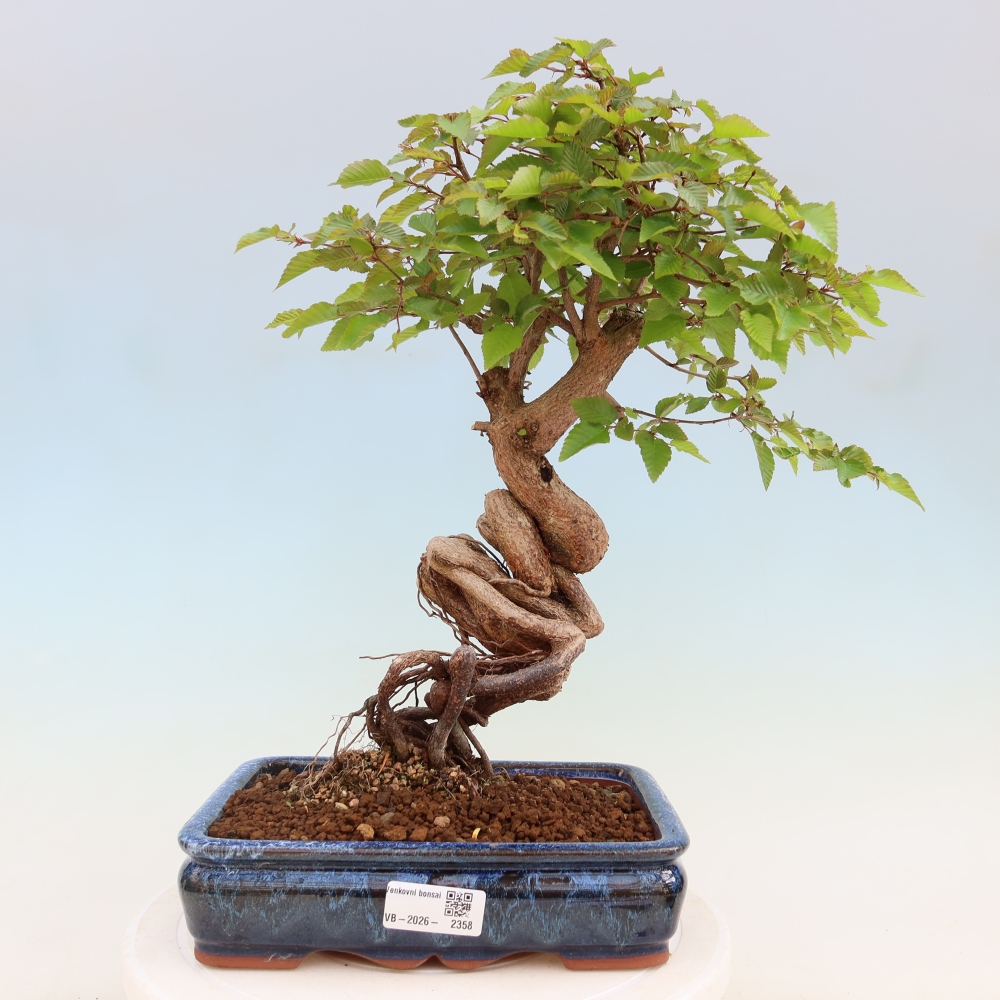 Bonsaï d'extérieur -Carpinus Coreana - Charme de Corée