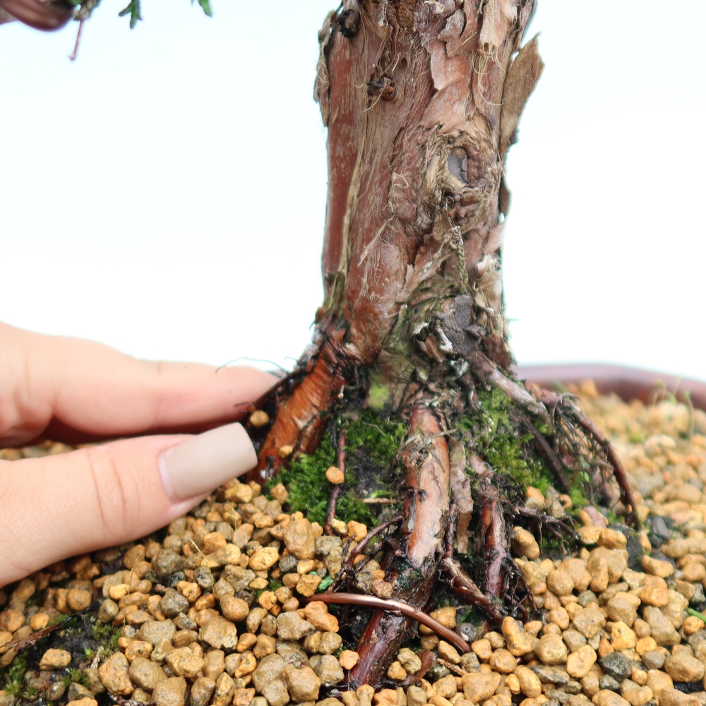 Bonsaï d'extérieur - Juniperus chinensis Kishu