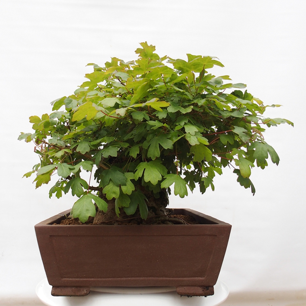 Bonsaï d'extérieur -Javor babyka - Acer campestre