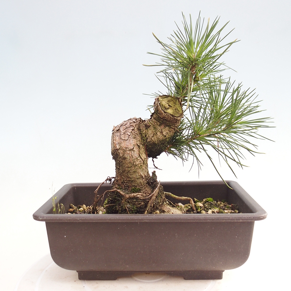 Bonsaï d'extérieur - Pinus thunbergii - Pin de Thunberg