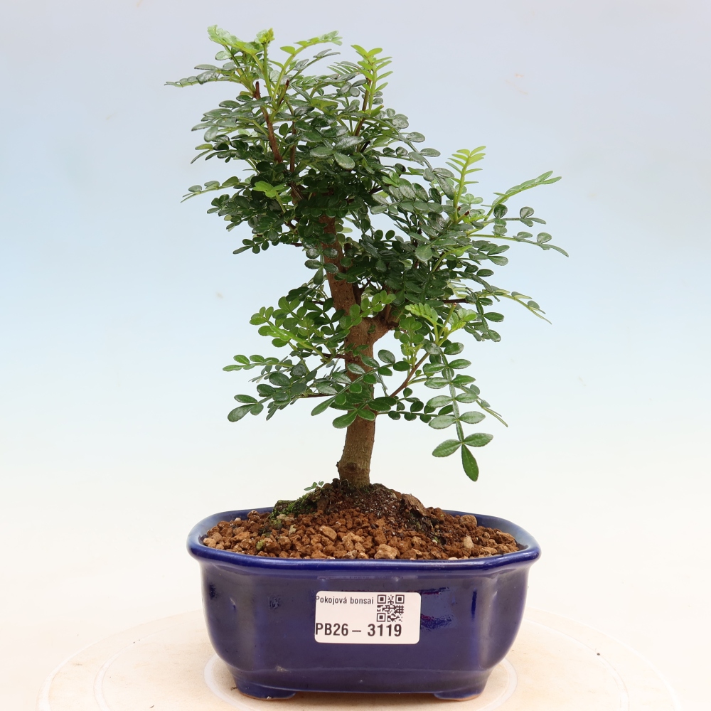 Salle bonsaï - Zantoxylum piperitum - arbre à poivre