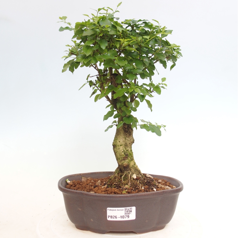 Bonsaï de chambre -Ligustrum chinensis - Bec d'oiseau