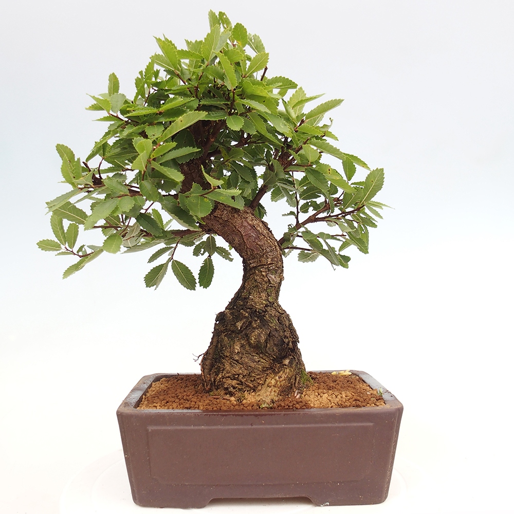 Bonsaï d'extérieur - Zelkova - Zelkova NIRE