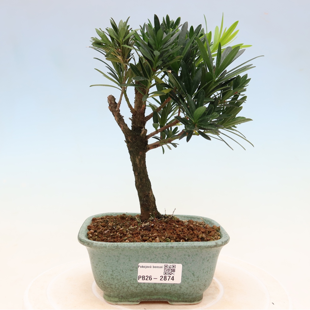 Salle bonsaï - Podocarpus - If en pierre