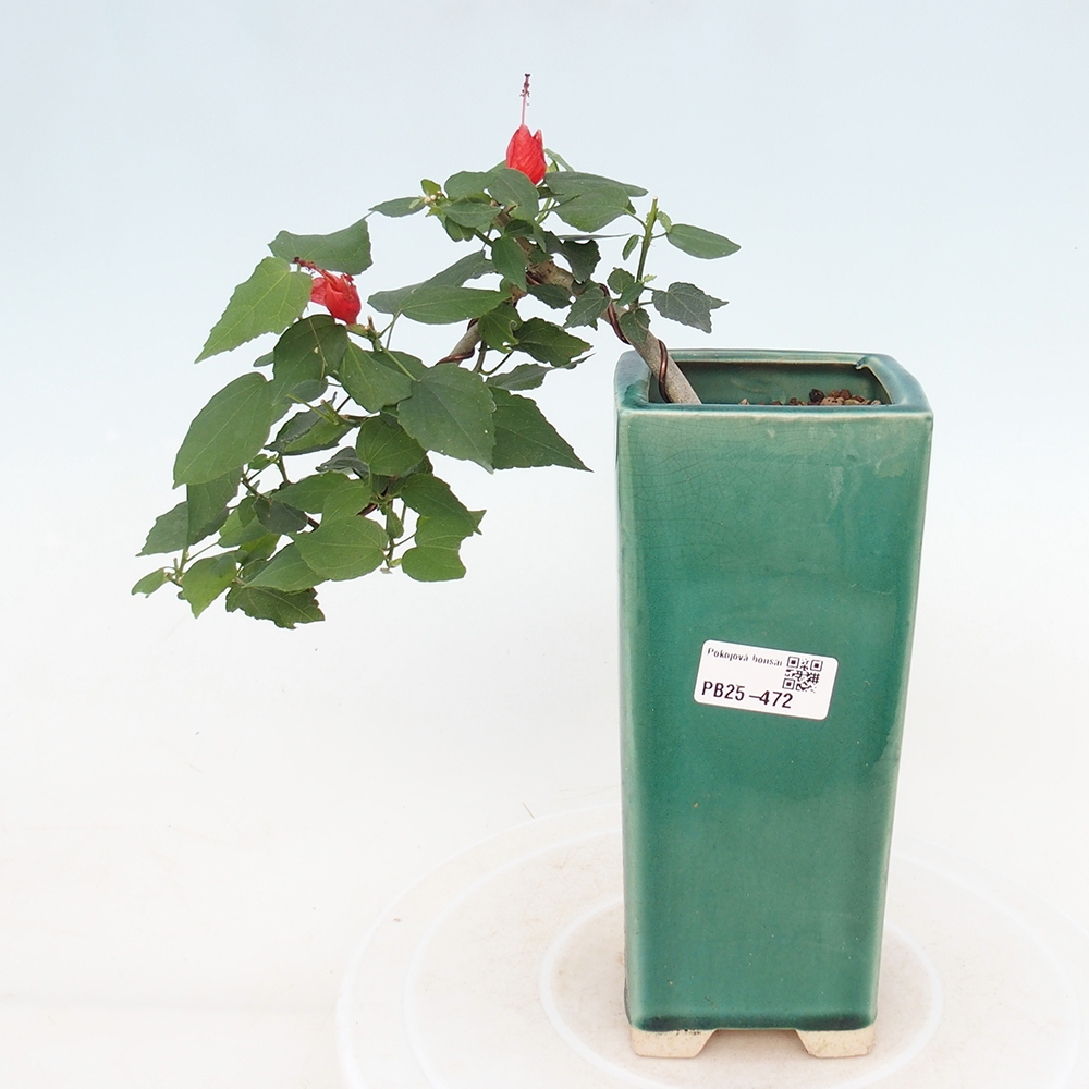 Bonsaï d'intérieur - Malvaviscus arboreus