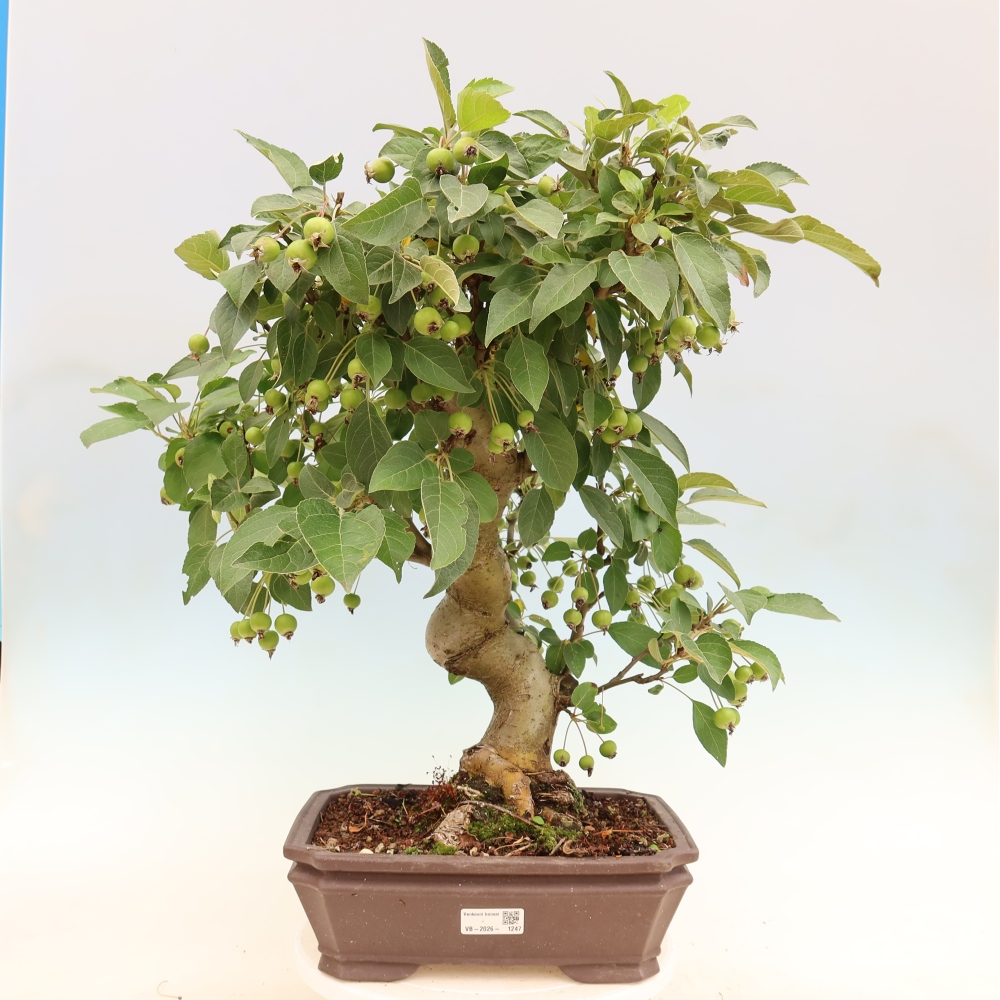 Bonsaï d'extérieur -Malus halliana - Pommier à petits fruits