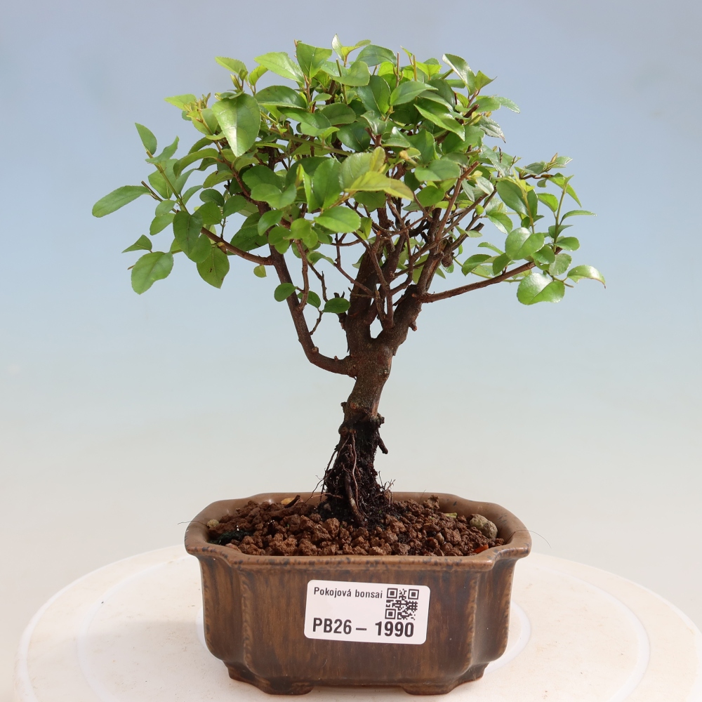 Bonsaï de chambre - Sageretia thea - Sageretia thea