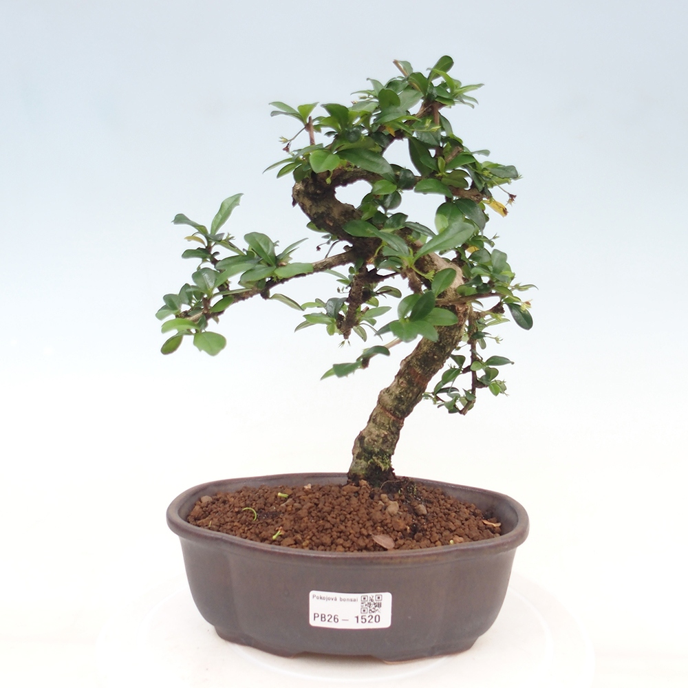 Bonsaï de chambre - Carmona macrophylla - Tea fuki
