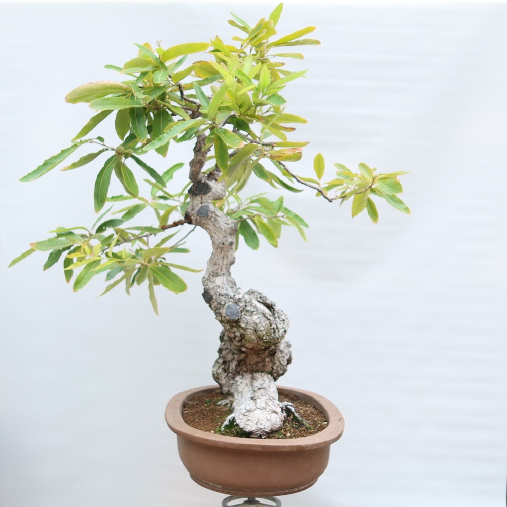 Bonsaï d'extérieur - Quercus castaneifolia  - Chêne à feuilles de châtaignier
