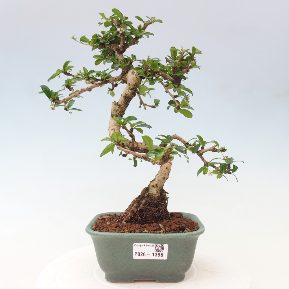 Bonsaï de chambre - Carmona macrophylla - Tea fuki