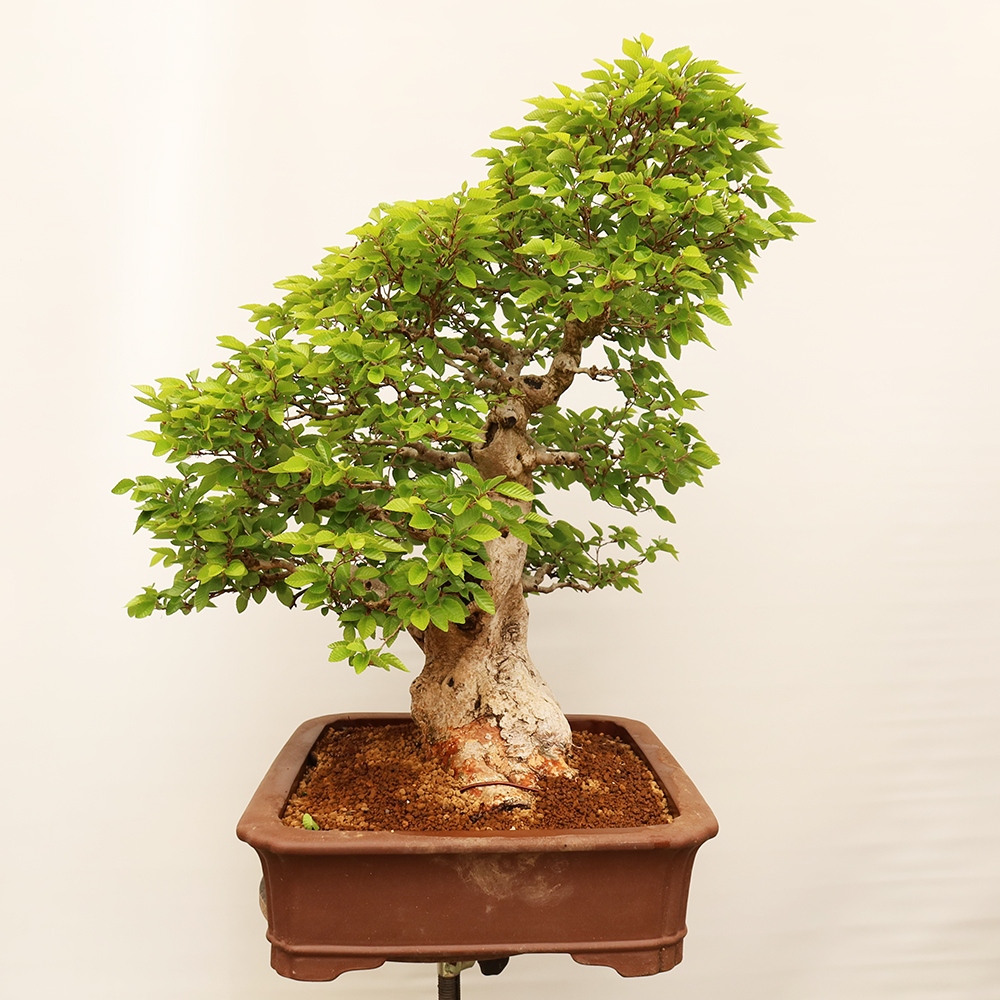 Bonsaï d'extérieur -Carpinus Coreana - Charme de Corée