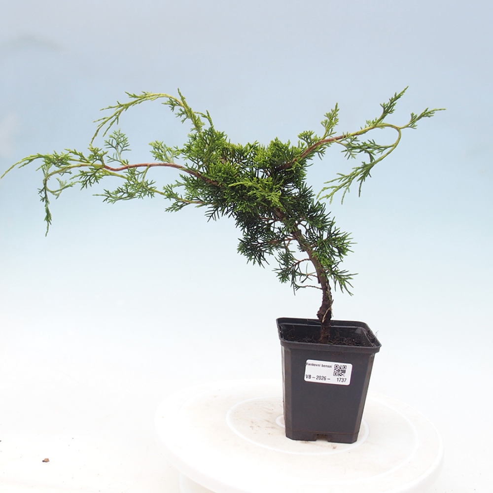 Bonsaï d'extérieur - Juniperus chinensis Itoigawa