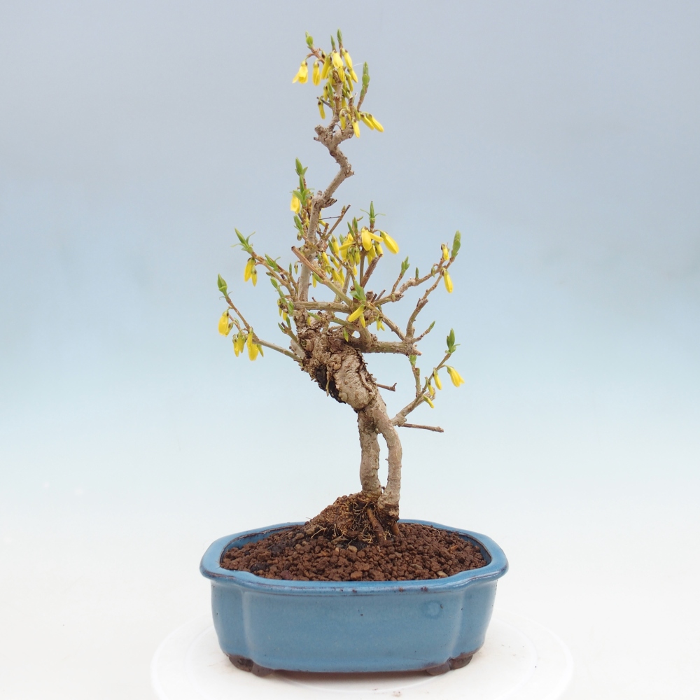 Bonsaï d'extérieur - Zlatice - Forsythia koreana