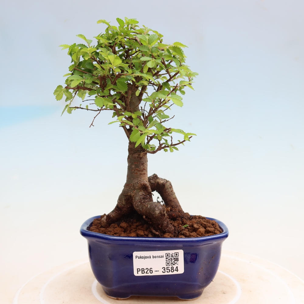 Bonsaï de chambre - Ulmus parvifolia - Orme à petites feuilles