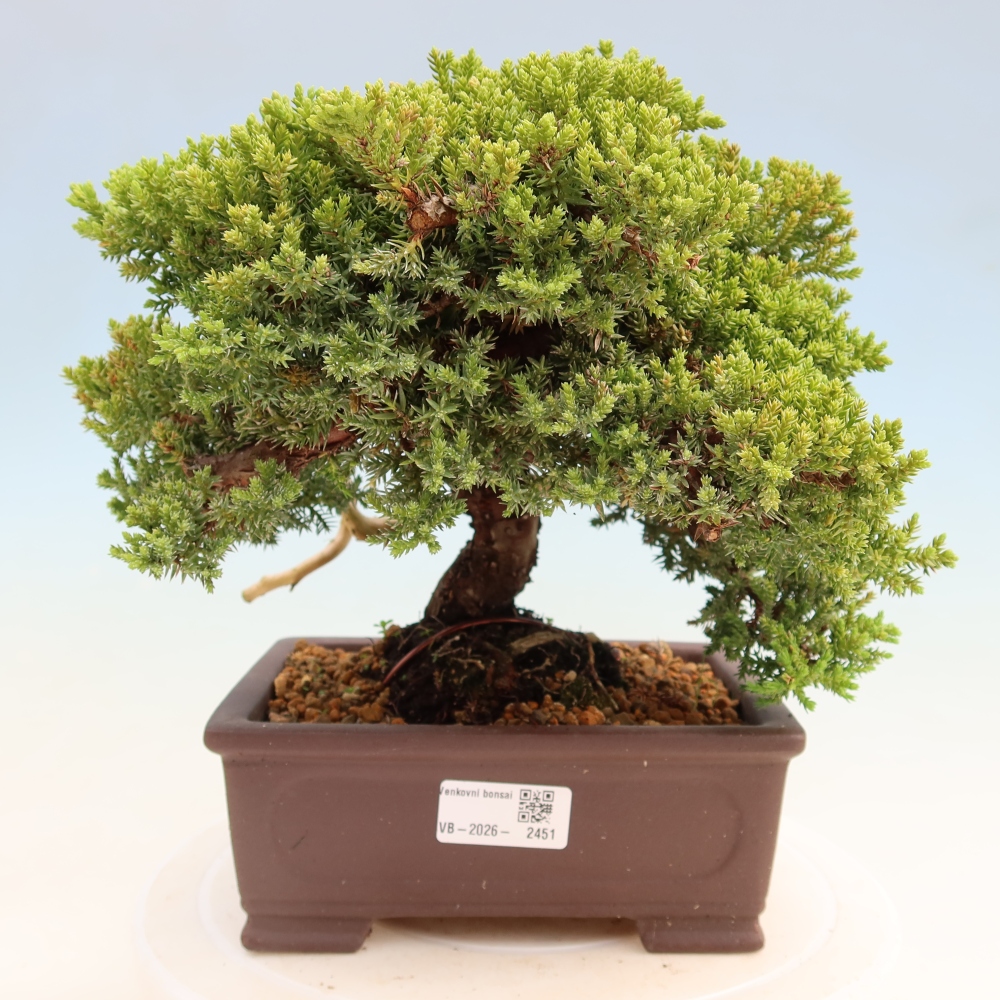 Bonsaï d'extérieur - Juniperus procumbens - Juniperus procumbens