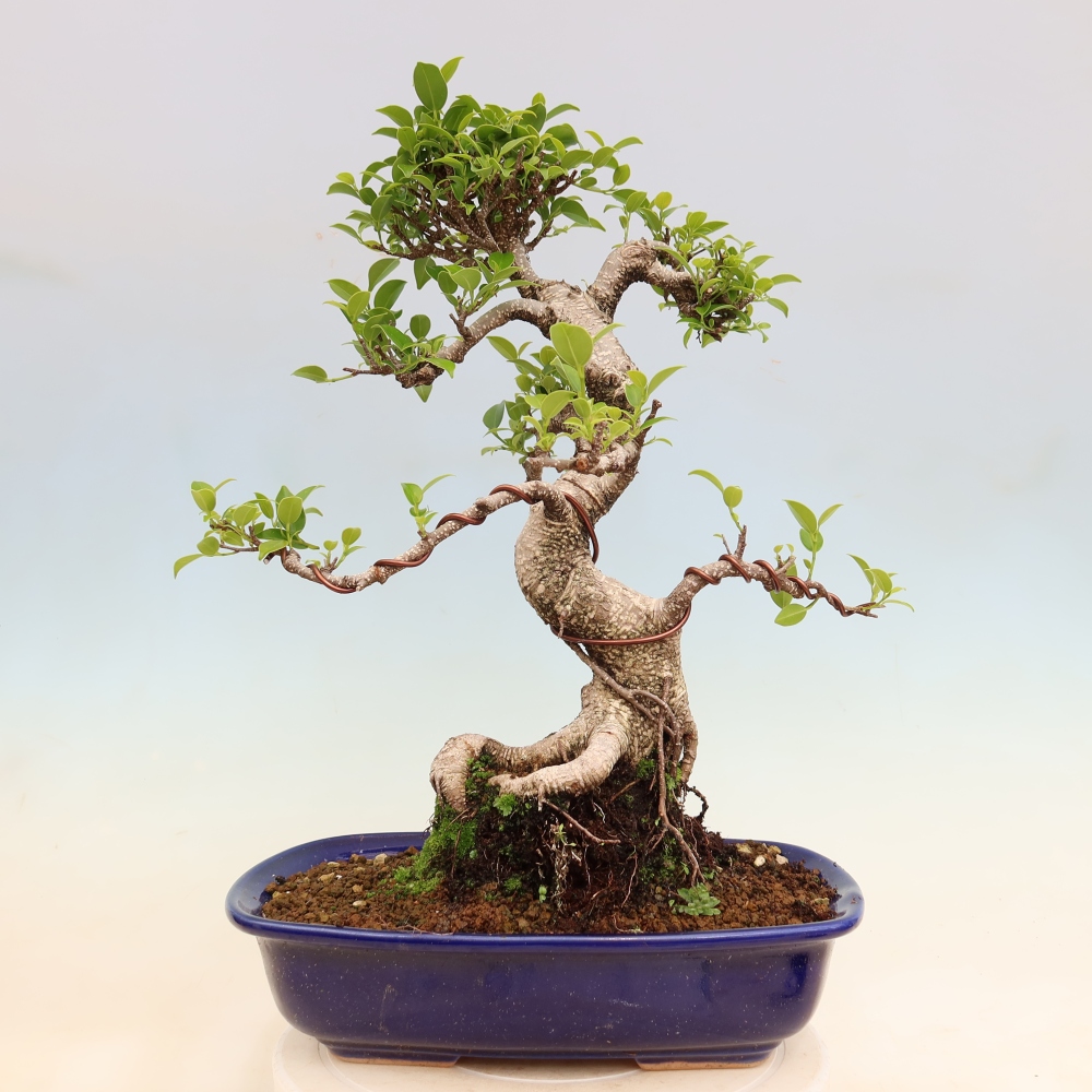 Salle bonsaï - Ficus kimmen - ficus à petites feuilles