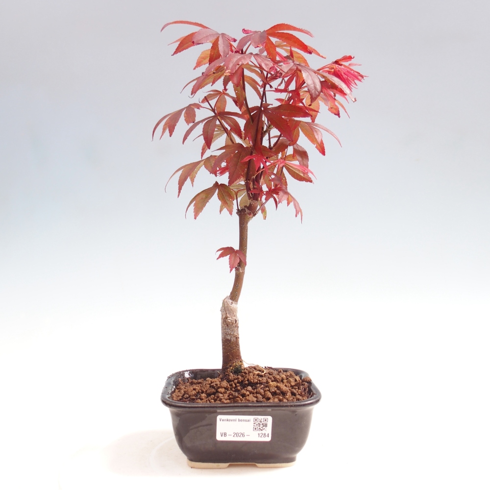 Bonsaï d'extérieur - Acer palm. Atropurpureum-Javor palmate