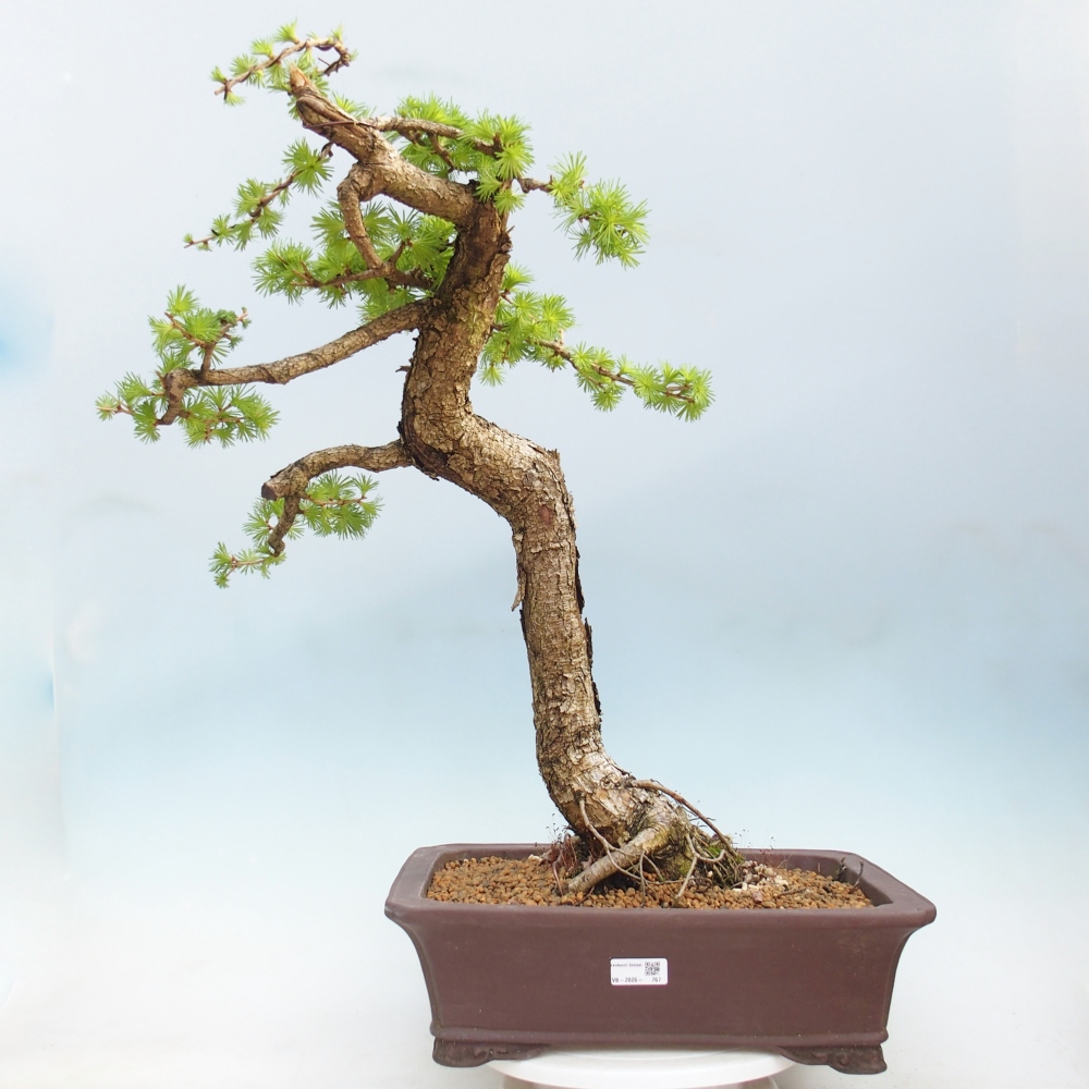 Bonsaï d'extérieur -Larix decidua - Mélèze