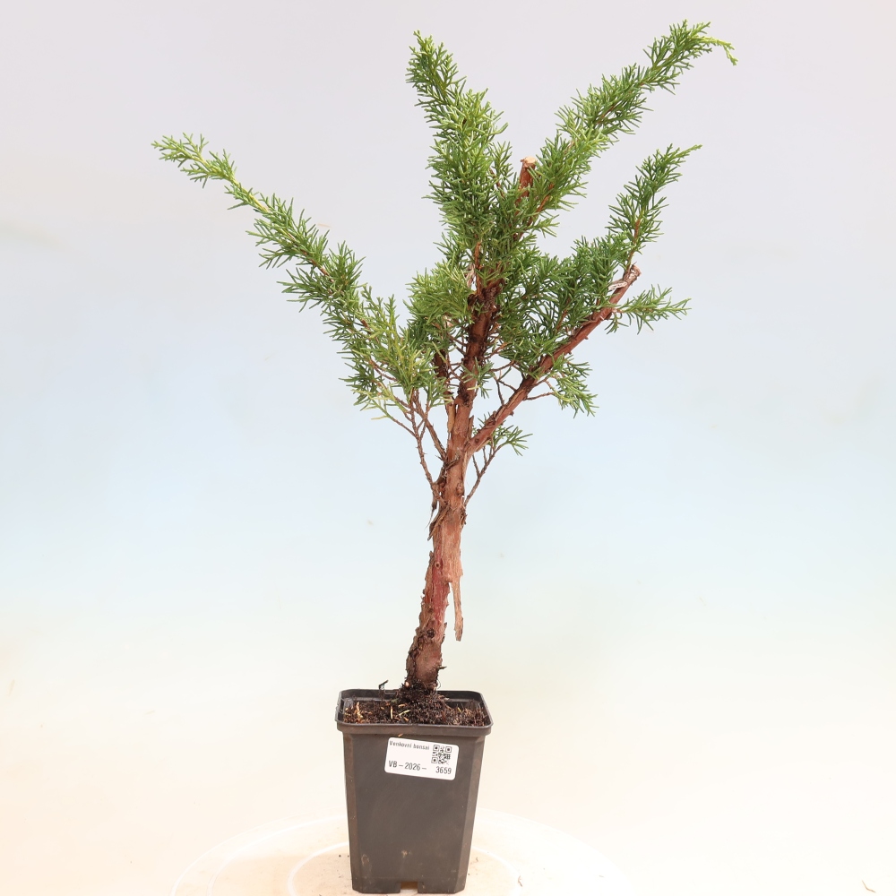 Bonsaï d'extérieur - Juniperus chinensis Kishu