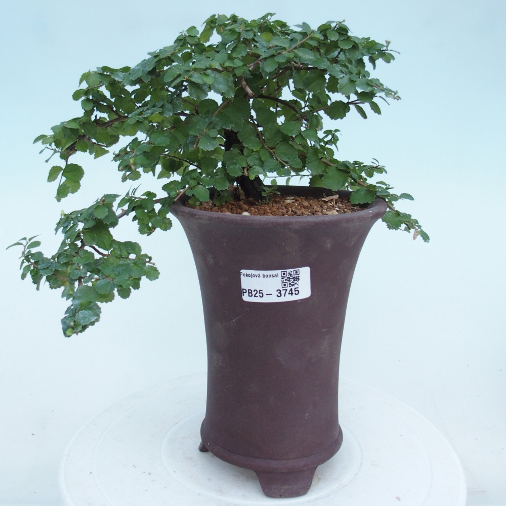 Bonsaï de chambre - Grewia sp. - Grewia malafolia