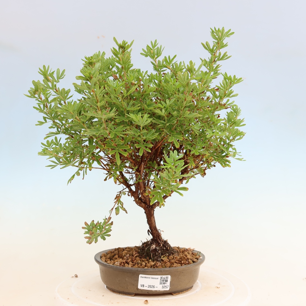 Bonsaï d'extérieur - Potentille arbustive - Potentilla fruticosa Bellissima