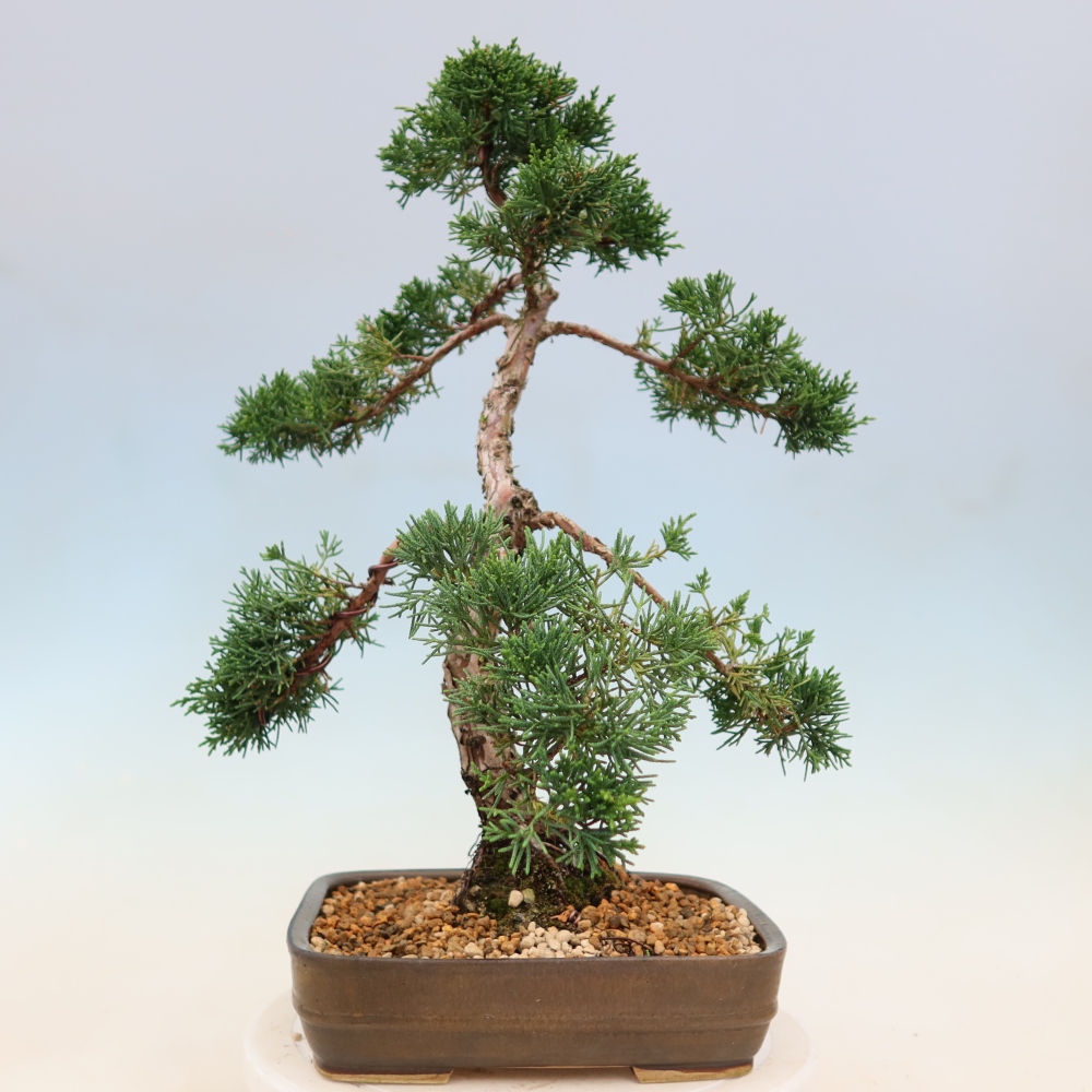 Bonsaï d'extérieur - Juniperus chinensis Kishu