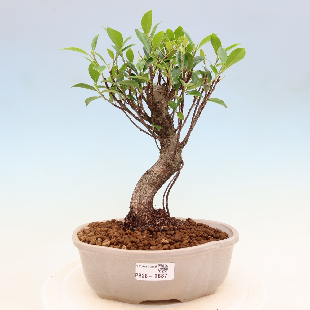 Salle bonsaï - Ficus kimmen - ficus à petites feuilles