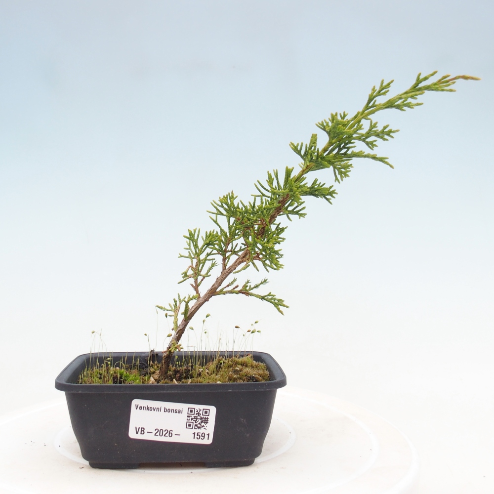 Bonsaï d'extérieur - Juniperus chinensis Itoigawa