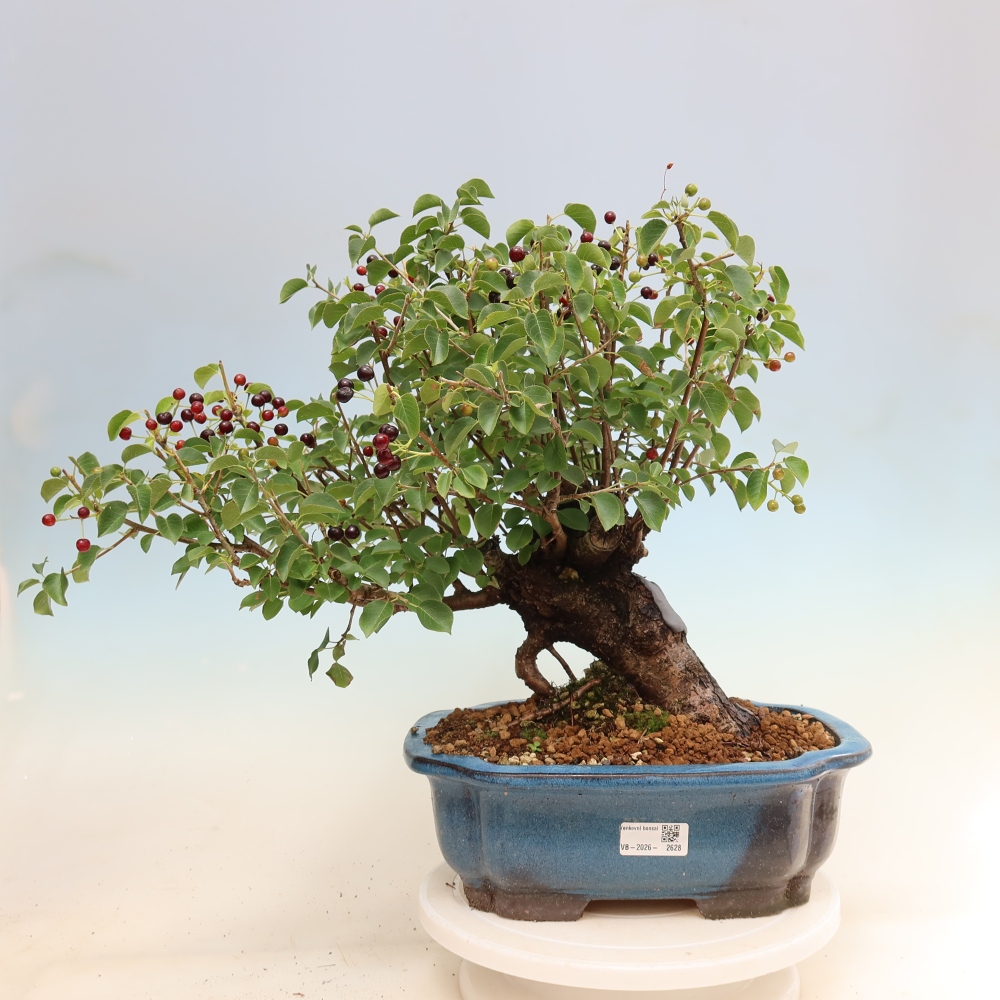 Bonsaï d'extérieur - Mahalebka - Prunus mahaleb