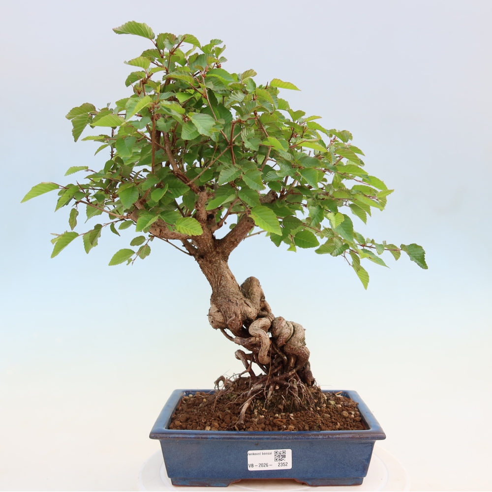 Bonsaï d'extérieur -Carpinus Coreana - Charme de Corée