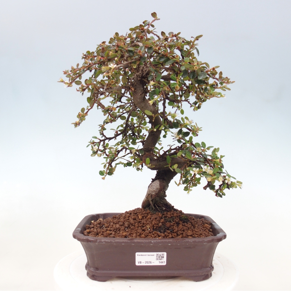 Bonsaï d'extérieur-Cotoneaster dammeri - Damer's Rock