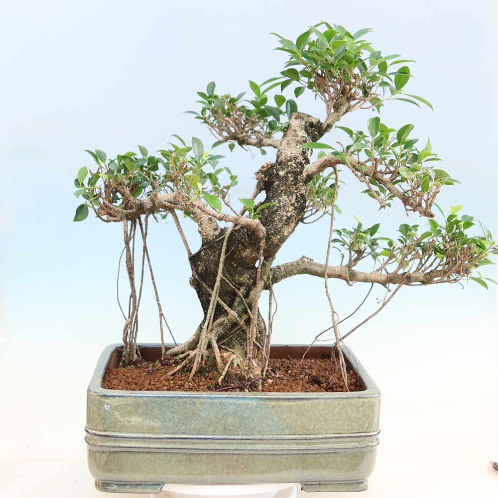 Salle bonsaï - Ficus kimmen - ficus à petites feuilles
