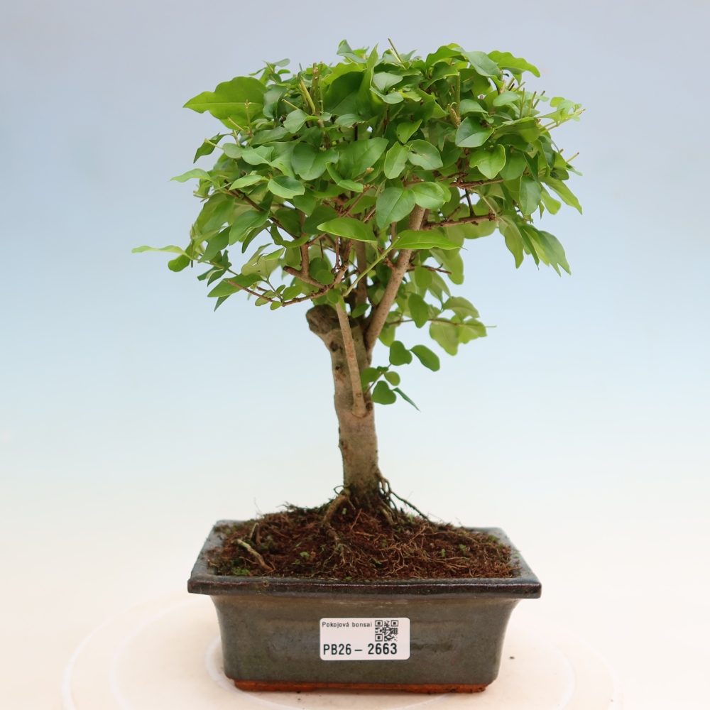 Bonsaï de chambre -Ligustrum chinensis - Bec d'oiseau
