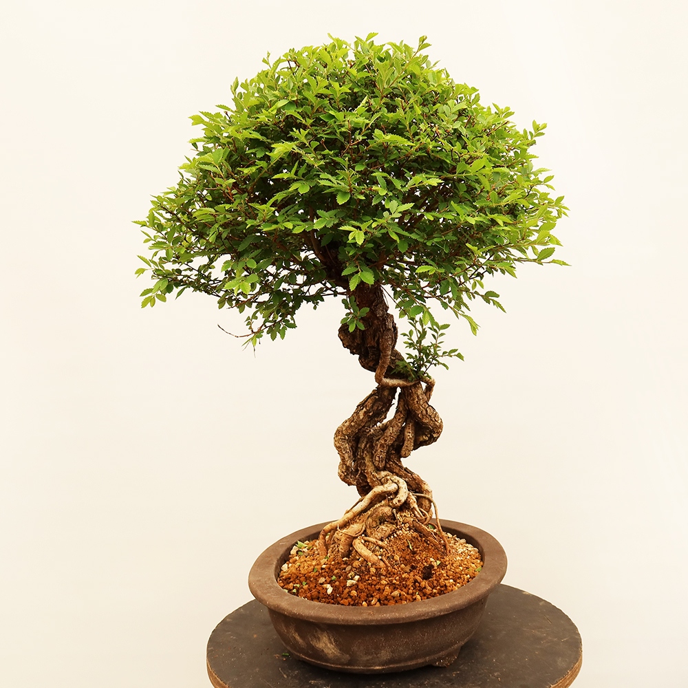 Bonsaï d'extérieur - Zelkova - Zelkova NIRE
